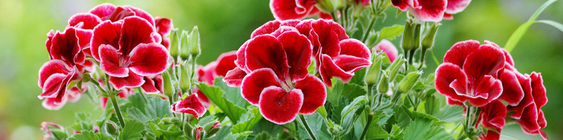 Pelargonium Geranium, Summer Flowers,
